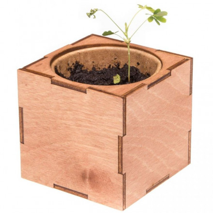 Набор для выращивания «Экокуб Lite», мимоза