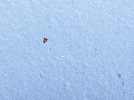 Живой блокнот с семенами цветов, А6, синий